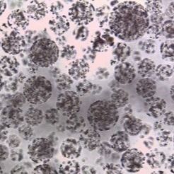 Kualitas  Protein Purification Magnetic Agarose Beads 10 - 30 μm 20% Volume Ratio 50 mL pabrik