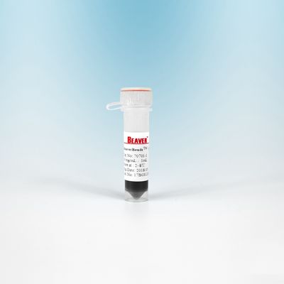 BeaverBeads NHS Dengan Kompatibilitas Bio Yang Baik Dan Adsorpsi Non Spesifik Yang Rendah