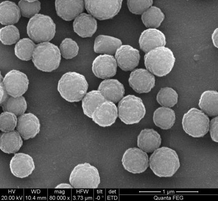 Streptavidin 1 ML Dengan Konsentrasi 10 Mg/ML Untuk Deteksi Kekebalan Tubuh