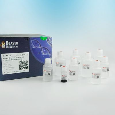 BeaverBeads Protein A / Protein G Antibodi Pembersihan manik-manik