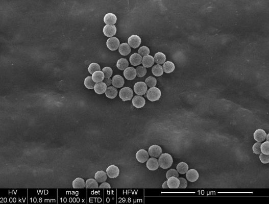 Manik-manik Magnetik Streptavidin 1μm Untuk Pengambilan Probe Penyortiran Sel Chemiluminescence