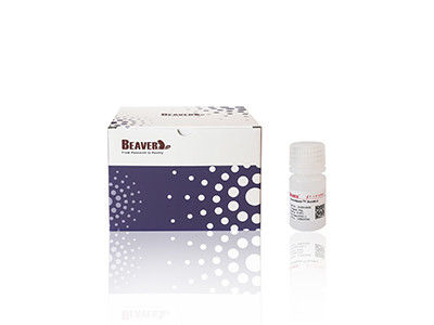 Mag OH Magnetic Beads Ekstraksi DNA Silika Magnetic Beads Fe3O4 1μm 10 mg / mL 50 mL