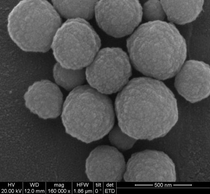 Ekstraksi DNA Silane Magnetic Beads 500nm 50 mg / mL 1 mL