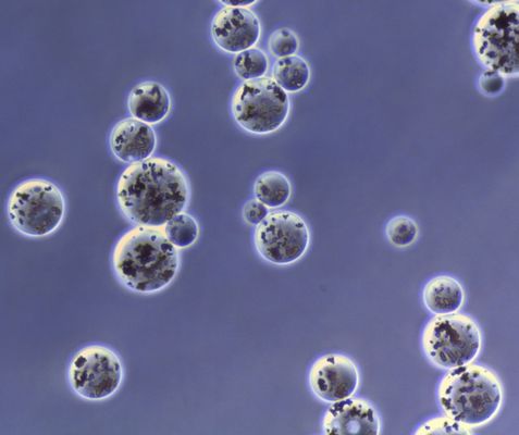 Agarose Amino Magnetic Beads Untuk Pemurnian Protein 30 - 150μm 5 mL