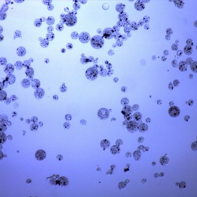 Carboxyl Magnetic Agarose Beads Untuk Pemurnian Protein 20% Volume Ratio 50 mL
