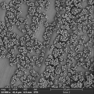 Manik-manik Magnetik Streptavidin 2,8μm Untuk Penyortiran Sel Chemiluminescence