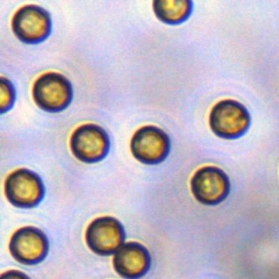 5μm Streptavidin SA Magbeads Untuk Probe Capture 10 mg / mL 1 mL