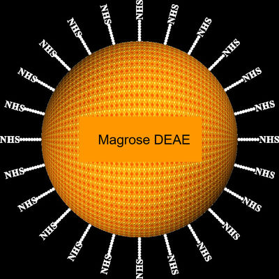 Agarose DEAE Pemurnian Protein Magbeads 30-150 μm, Rasio Volume 10%, 100 mL