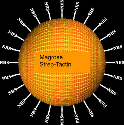 Agarose Strep-tag Ⅱ Magbead Pemurnian Protein 30-150 μm, Rasio Volume 10%, 50 mL