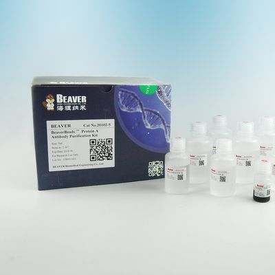 Protein A Manik-manik Magnetik Antibodi Pemurnian Protein 2μm 30 mg / mL 5 mL