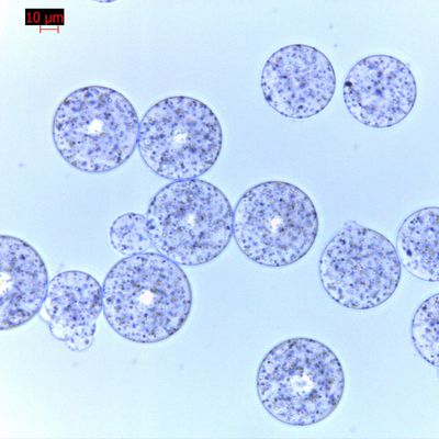 Agrose Protein G Magnetic Beads Untuk Pemurnian Protein 30 μm 500 mL