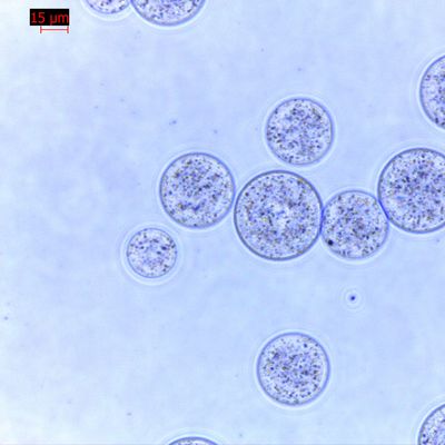 Pemurnian Protein Agrose Magnetic Beads 30 μm 10% Rasio Volume 100 mL