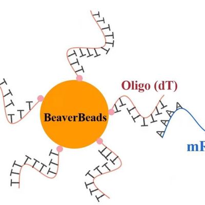 1 mL 2,8 μm Oligo dT Magnetic Beads untuk Kit Konstruksi Perpustakaan DNA FDA