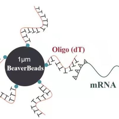 1 mL Manik-manik Magnetik 1 μm Ditambah dengan Oligo dT