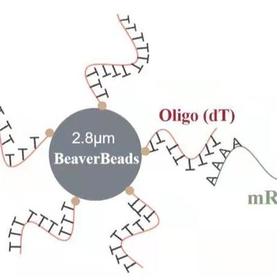 5 mL 2,8 μm Oligo dT Magnetic Beads Dna Library Construction Kit Menangkap mRNA Berkualitas Tinggi