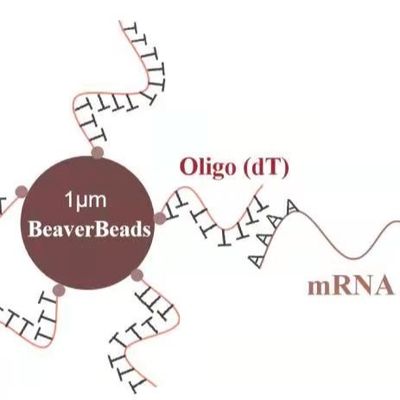 5 mL 1 μm Magnetic Beads Dna Library Construction Kit Oligo dT Bind mRNA Poly A