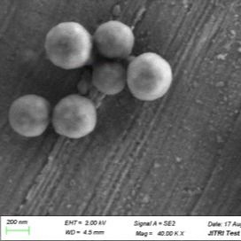 50 mL 500nm Silica Magnetic Beads Untuk Ekstraksi DNA Dalam Berbagai Sistem Penyangga
